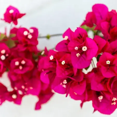 Apartment Gaura